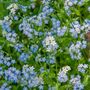 Bedding Plants Forget Me Not Blue Ball Six Plant Pack, thumbnail 4 of 5