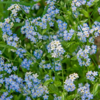 Bedding Plants Forget Me Not Blue Ball Six Plant Pack, 4 of 5