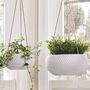 Set Of Two Monteserin Hanging Planters, thumbnail 1 of 5