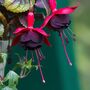 Garden Perennial Fuchsia 'Blacky' One X One Litre Pot, thumbnail 1 of 2