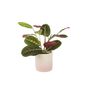 Maranta Leuconeura Prayer Plant – 12cm Tricolour Pot, thumbnail 4 of 7