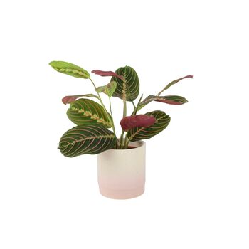 Maranta Leuconeura Prayer Plant – 12cm Tricolour Pot, 4 of 7