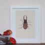 Stag Beetle Natural History Archival Print, thumbnail 1 of 3