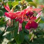 Garden Perennial Fuchsia One Litre Pot, thumbnail 5 of 5
