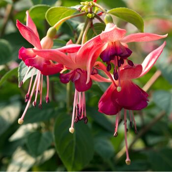 Garden Perennial Fuchsia One Litre Pot, 5 of 5