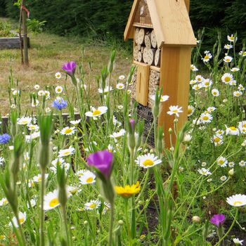 #Savethebees Wildflower Gifts: Set Of Six Bee Friendly Seed Balls, 8 of 9