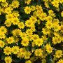 Sanvitalia Compact – 3x 9cm Pots, Bright Yellow Blooms, thumbnail 1 of 2