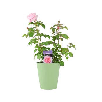 Bride And Groom Rose – Romantic Wedding Gift Plant – Free Standard Gift Wrap, 3 of 7