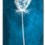 Queen Anne's Lace Winter Seed Head Print, thumbnail 4 of 8