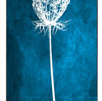 Queen Anne's Lace Winter Seed Head Print, 4 of 8