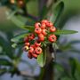 Firethorn Plants, Pyracantha 'Red Column', 10 L Pots, thumbnail 4 of 4