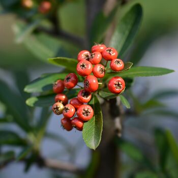 Firethorn Plants, Pyracantha 'Red Column', 10 L Pots, 4 of 4