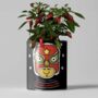 Red Hot Chilli Pot. Grow Your Own Plant Kit, Gardening Gift, thumbnail 1 of 3