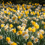 Spring Bulbs Daffodil 'Double Mixed' Six Bulb Pack, thumbnail 3 of 5