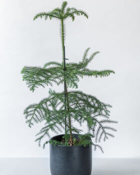 Norfolk Island Pine | Sustainable Christmas Tree, 5 of 5
