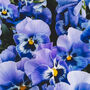 Pansy Plants 'Inspire Blue Angel' 20 X Plant Pack, thumbnail 2 of 5