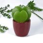 Duo Hoya Heart Plant – Easy Care 6cm Succulent Gift, thumbnail 1 of 8
