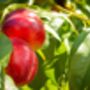 Nectarine Tree 'Humboldt', thumbnail 7 of 11