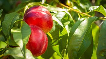 Nectarine Tree 'Humboldt', 7 of 11
