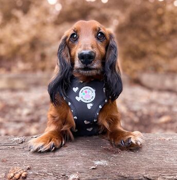 Heart Of Black Adjustable Dog Harness, 6 of 10