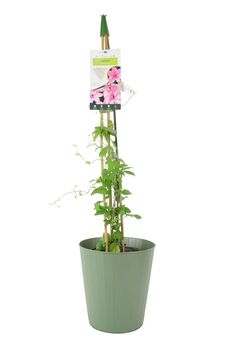 Clematis Hagley Hybrid Climber Plant In 3 L Pot, 2 of 7
