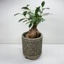 Ficus Ginseng Microcarpa Houseplant Bonsai Good Luck, thumbnail 7 of 9