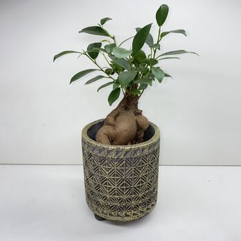 Ficus Ginseng Microcarpa Houseplant Bonsai Good Luck, 7 of 9