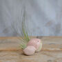 Bird Air Plant Holder In Pale Pink, thumbnail 1 of 12