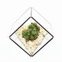 Geometric Glass Cube Cactus Terrarium Kit, thumbnail 2 of 3