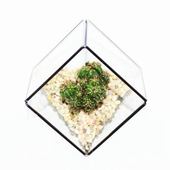 Geometric Glass Cube Cactus Terrarium Kit, 2 of 3