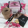 Chinese Redbud Bonsai Tree Starter Kit, thumbnail 1 of 10