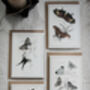Colour Butterfly Greeting Cards – Set Of Four Vintage A6 Designs, thumbnail 11 of 11