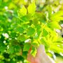Herb Plants, Lovage, Full Plants In 9cm Pots, thumbnail 2 of 5