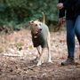 Lurcher Polartec Water Resistant Dog Coat, thumbnail 1 of 5