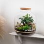 Xl Terrarium Kit | 'Nagoya', thumbnail 4 of 12