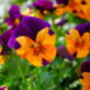 Pansy 'Purple And Orange' 20 X Full Plant Pack, thumbnail 2 of 5