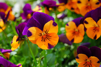 Pansy 'Purple And Orange' 20 X Full Plant Pack, 2 of 5