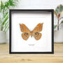 Leech's Saturnid Moth Butterfly Entomology Taxidermy Box Frame, thumbnail 1 of 3