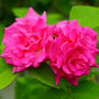 Climbing Rose 'Zephirine Drouhin' Bare Rooted Plant, thumbnail 1 of 2