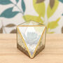Faceted Glass Vase Succulent Terrarium New Home Gift, thumbnail 2 of 2