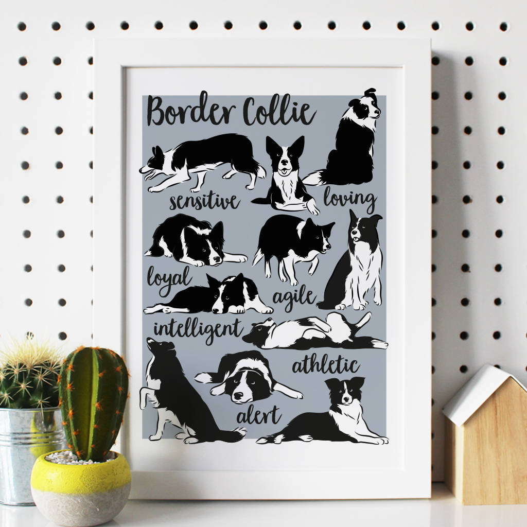 Illustrated Border Collie Breed Traits Print By Well Bred