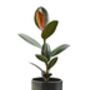 'Ficus Elastica' Rubber Plant 13cm Pot Houseplant, thumbnail 4 of 5