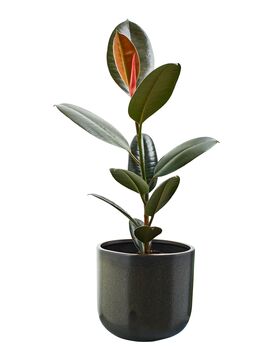 'Ficus Elastica' Rubber Plant 13cm Pot Houseplant, 4 of 5