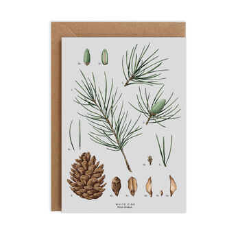 Botanical Christmas Card, White Pine, 2 of 2