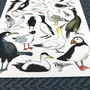 Coastal Birds Of Britain Illustrated Postcard, thumbnail 2 of 8