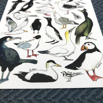 Coastal Birds Of Britain Illustrated Postcard, 2 of 8