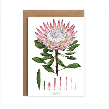 Botanical King Protea White Card, 2 of 2