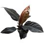 Philodendron Hybrida Imperial Red 10cm Pot, thumbnail 2 of 2