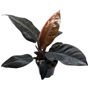 Philodendron Hybrida Imperial Red 10cm Pot, 2 of 2