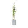 Fragrant Jasminum Officinale – Climbing Jasmine 3 L Pot, thumbnail 5 of 5